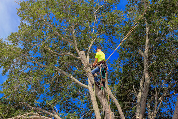 What Exactly Is a Tree Service?